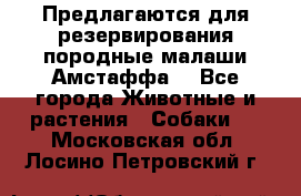 Предлагаются для резервирования породные малаши Амстаффа  - Все города Животные и растения » Собаки   . Московская обл.,Лосино-Петровский г.